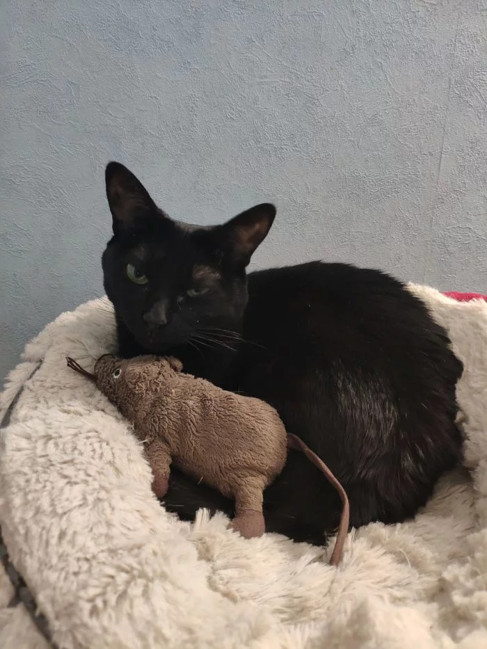 It was and it is - Longpost, Black cat, My, cat, Positive
