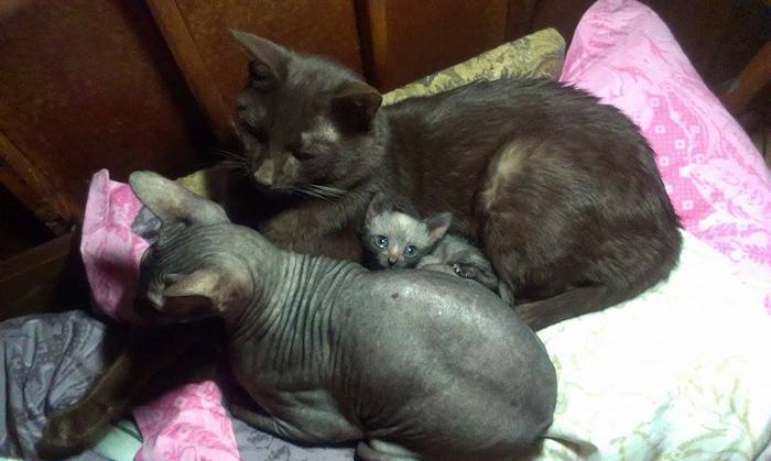 Было и стало Черный кот, Позитив, Длиннопост, Кот