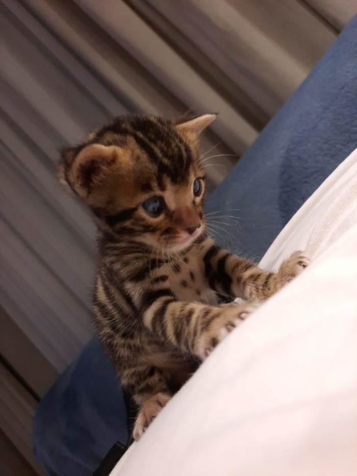 Бенгальский чертёнок