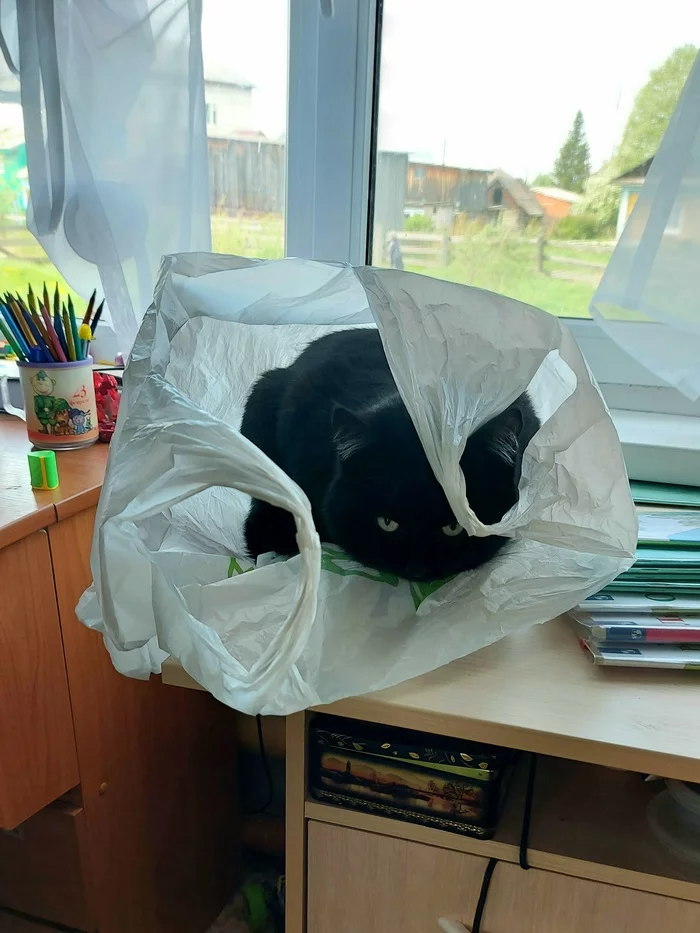 In the house - My, Fat cats, Black cat, cat, Plastic bags