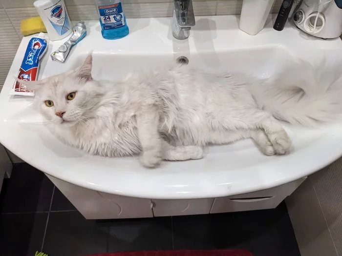 Mornings don't start with brushing your teeth, but... - My, Maine Coon, cat, Morning