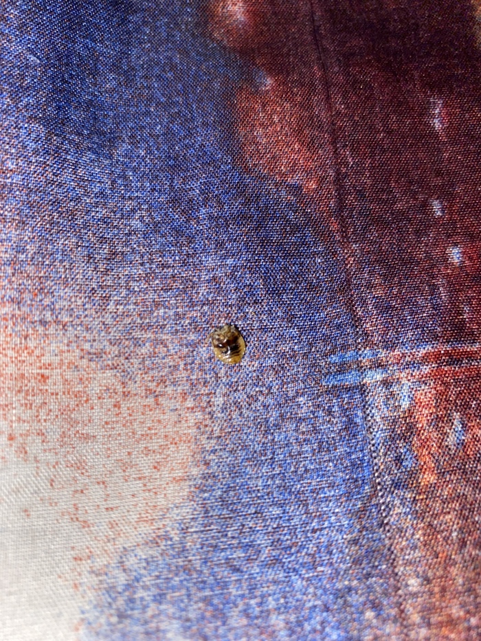 Это клоп или клещ?? | Пикабу