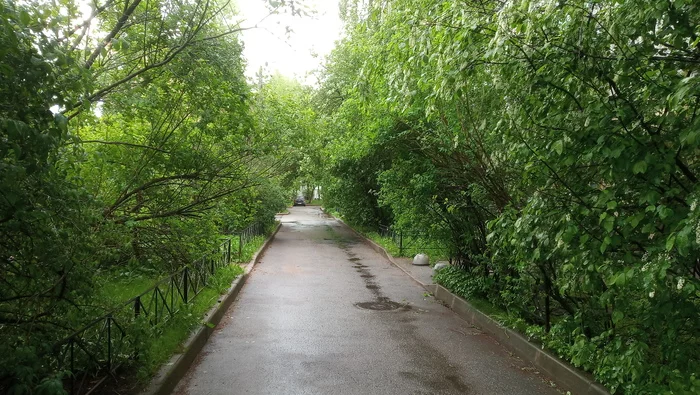 Peter's street after the rain... - My, Mobile photography, Saint Petersburg, The street, Greenery, Nature, Green trees, Spring, After the rain