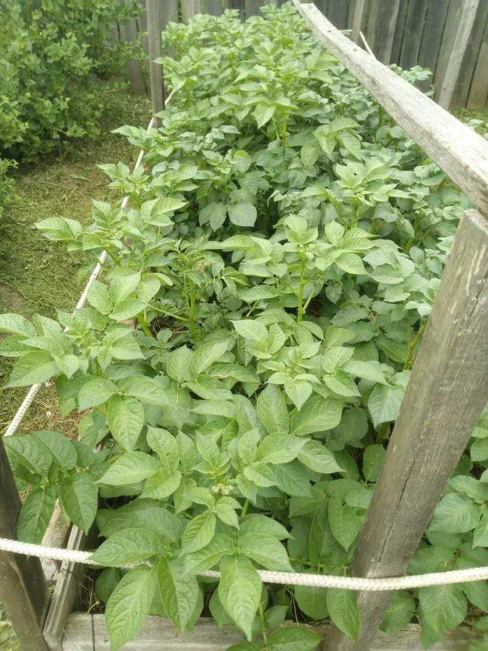 A bag of potatoes with 2.5 sq. - My, Garden, Longpost, Video, Market gardener