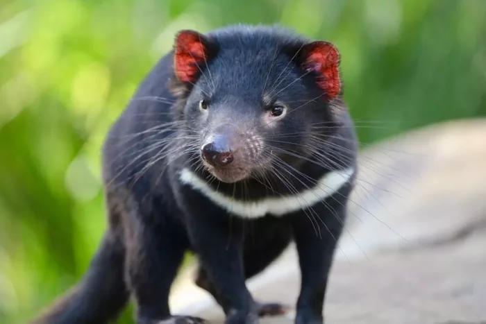 Tasmanian devils born in the Australian wild for the first time in 3 millennia - Tasmanian devil, Predator, Marsupials, Rare view, Wild animals, wildlife, Australia, Reserves and sanctuaries, , Animal defenders, Reproduction, Ecosystem, The national geographic, Longpost, Good news