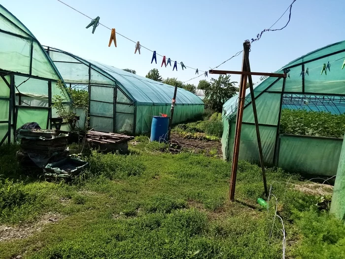 About the harvest, extra stepchildren and the necessary top dressing - My, Garden, Cucumbers, Tomatoes, Fertilizers, Longpost