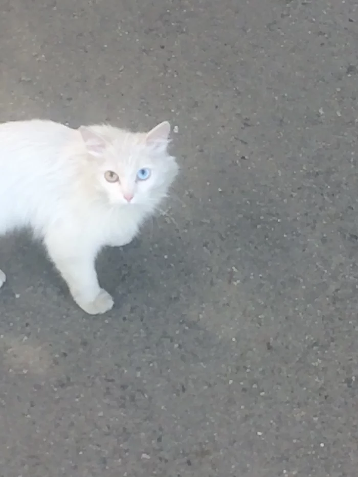 street beauty - My, Eyes, cat, Heterochromia