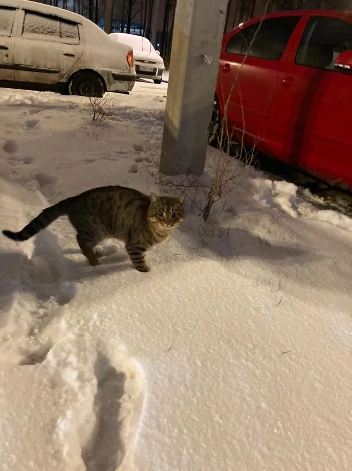 Cat rescue. - My, cat, In good hands, No rating, Help, Longpost, Saint Petersburg