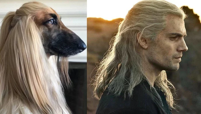 dog in images - Afghan hound, Dog, Saruman, Christopher Lee, Witcher, Henry Cavill
