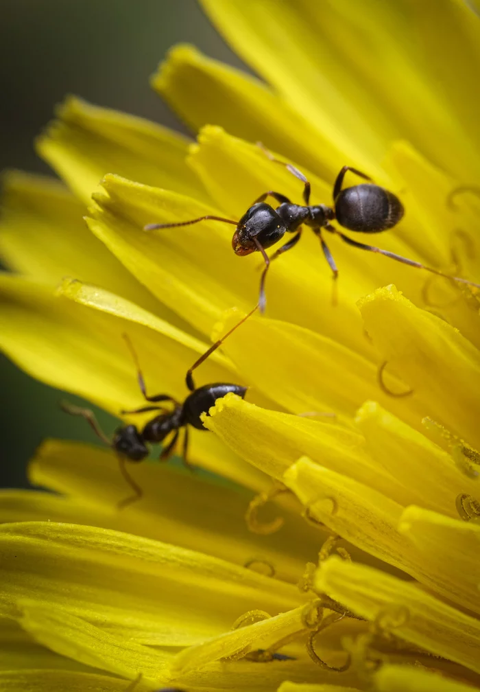 small big world - My, Macro photography, Insects, Fujifilm, Longpost