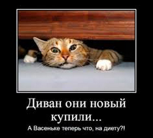 And Vasenka now what, on a diet? - Sofa, Humor, cat