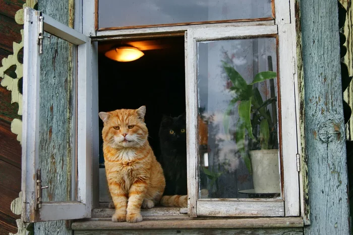 Cat lamp and cool story = The cat opened the window - cat, Window
