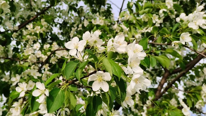 Blooming apple orchard. - My, Garden, Garden, Apple tree, Bloom, Flowers, beauty, Dacha, Video