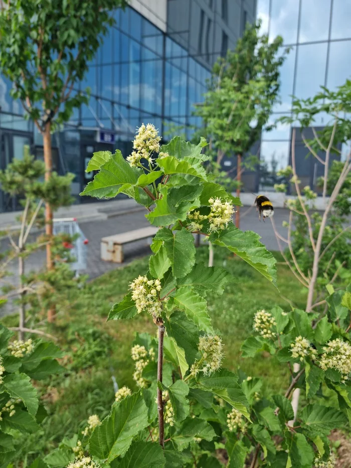 bumblebee and flower - My, Bumblebee, Bloom