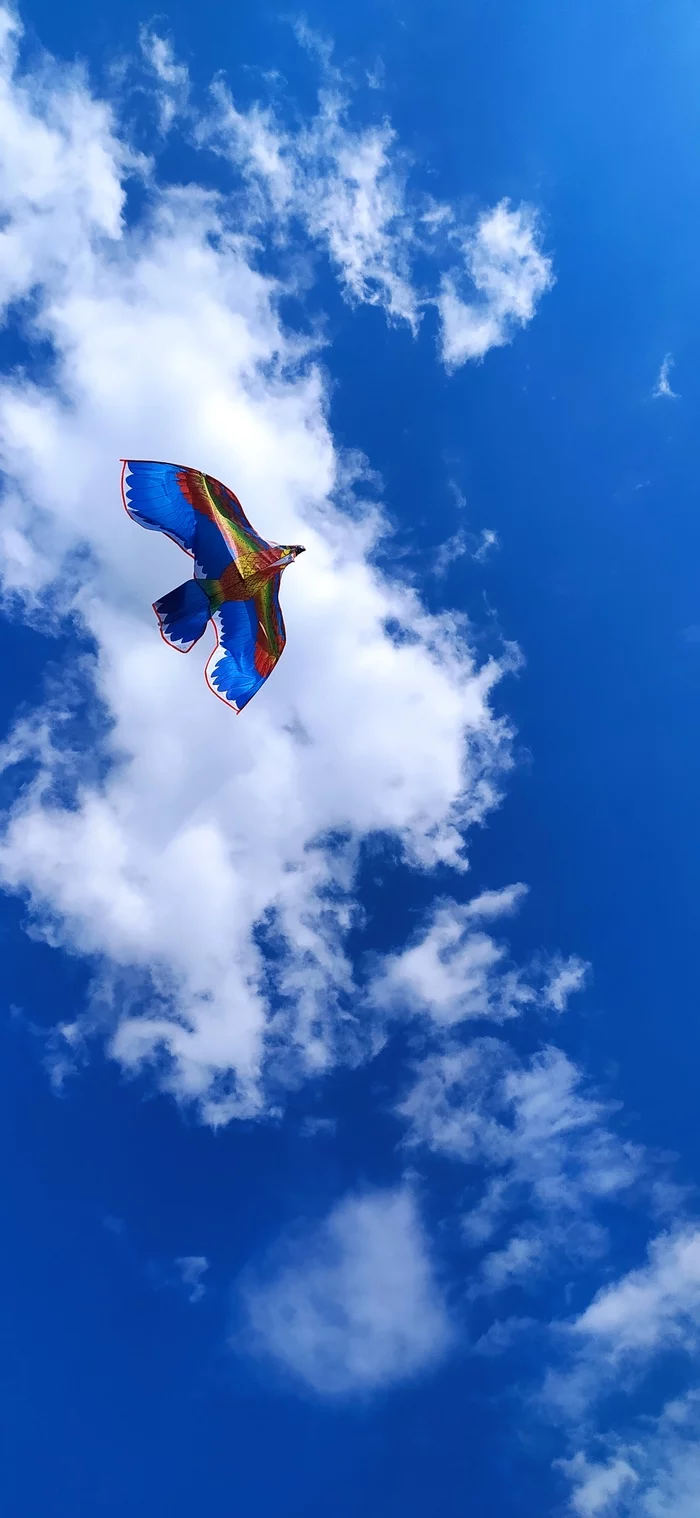 Serpent - My, Serpent, Kite, Nature, Sky, Relaxation, Moment, Longpost