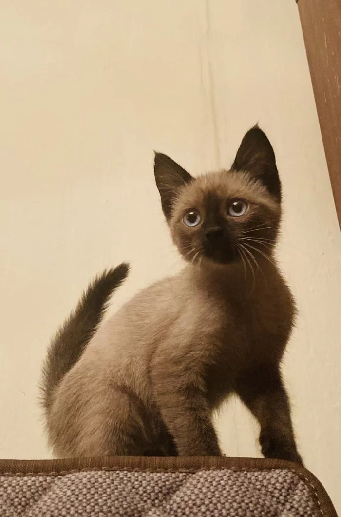 Almaty city - A kitten named Woof is looking for a host :) - My, Almaty, Kittens, In good hands, Video, Longpost, cat, No rating