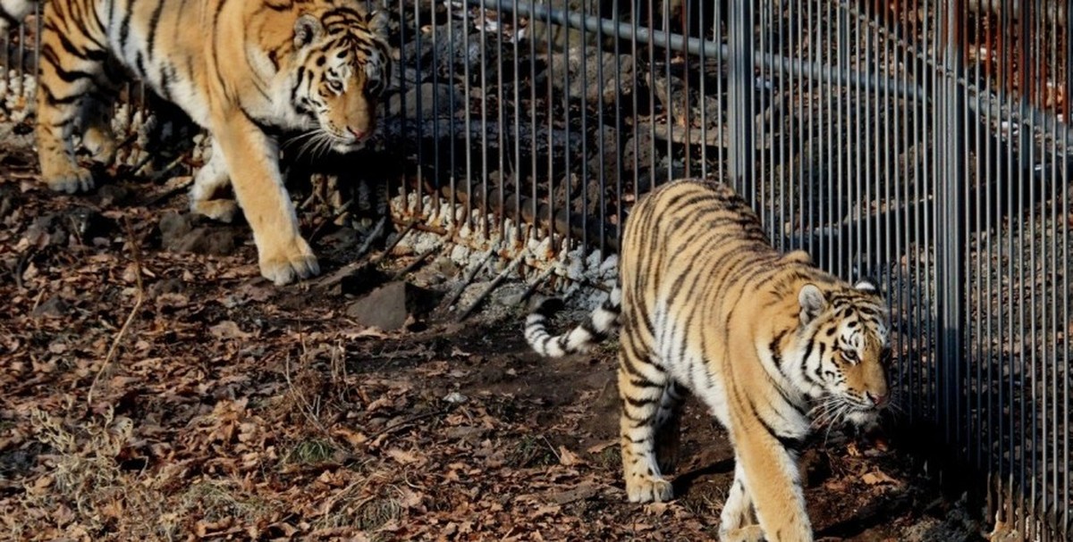 Тигр живут в зоопарке. Амурский тигр в зоопарке. Амурский тигр в Московском зоопарке. Тигрица Путина сафари парк.