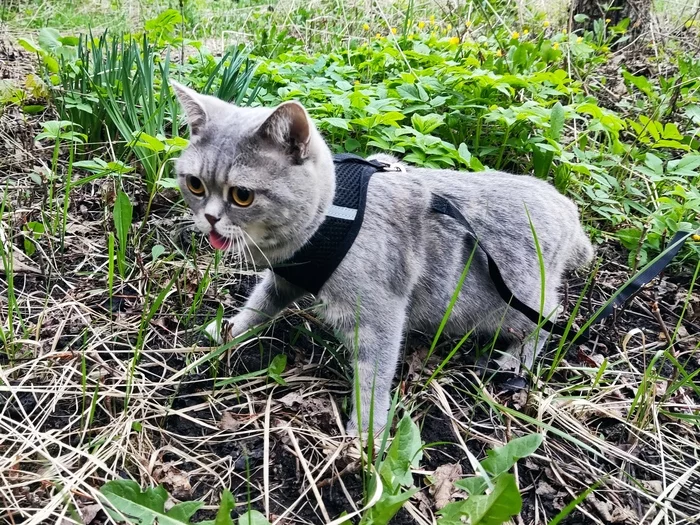 First time at the cottage - My, cat, Dacha, Walk