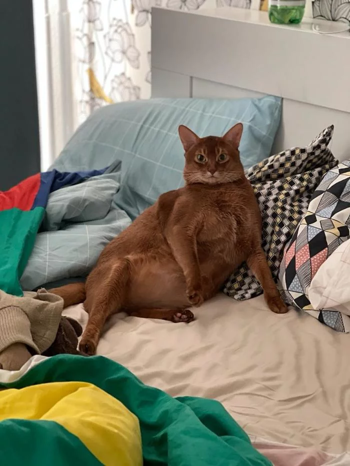 Haiti, Tahiti ... we are well fed here too! - My, Abyssinian cat, Pets, cat