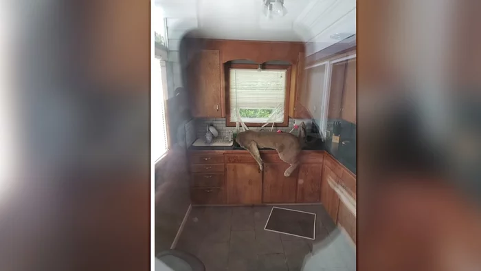 A cougar broke into an American's house and passed out in the sink - Puma, Small cats, Cat family, Predator, Wild animals, USA, Washington, Incident, , Loss of consciousness, Sink, Kitchen, Tranquilizer, No casualties, The national geographic, Life safety, US police, Video, Longpost, Fainting