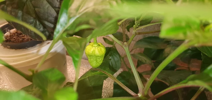 Test drive Carolina Reaper - My, Hot peppers, Carolinian Reaper, Longpost