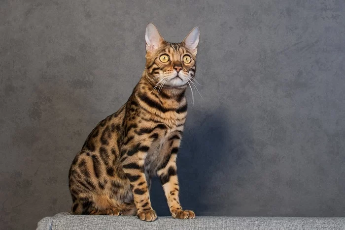 Bengal cat Mais - My, cat, Bengal cat, Longpost