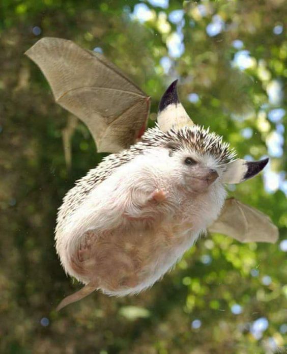 Паки, паки, ежи-херувимы))) (с)