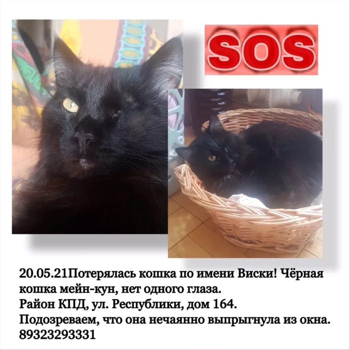 Help me find a cat! - My, No rating, A loss, cat, Lost cat, Tyumen