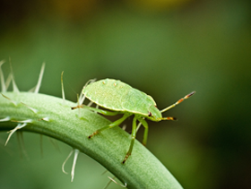 Biological methods of pest control in agriculture - Сельское хозяйство, Ecology, Insects, Russia, Development, Greenhouse, Longpost