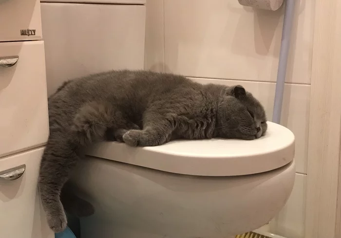 I'll stay here for now - My, cat, Toilet