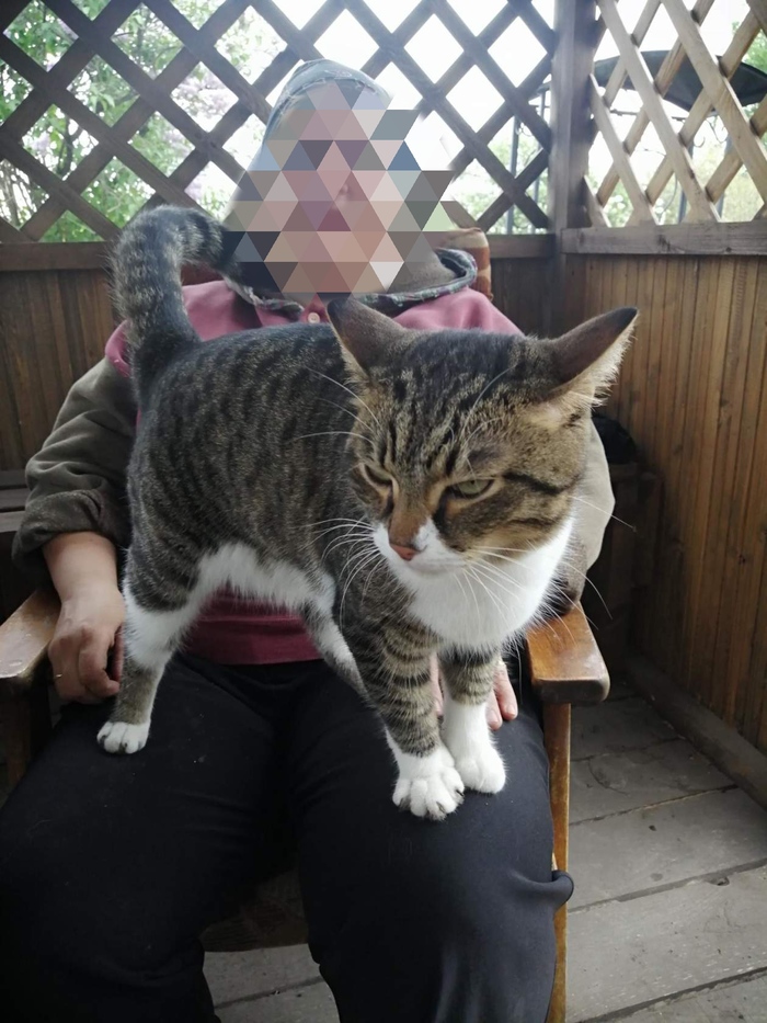 Суровый кот!