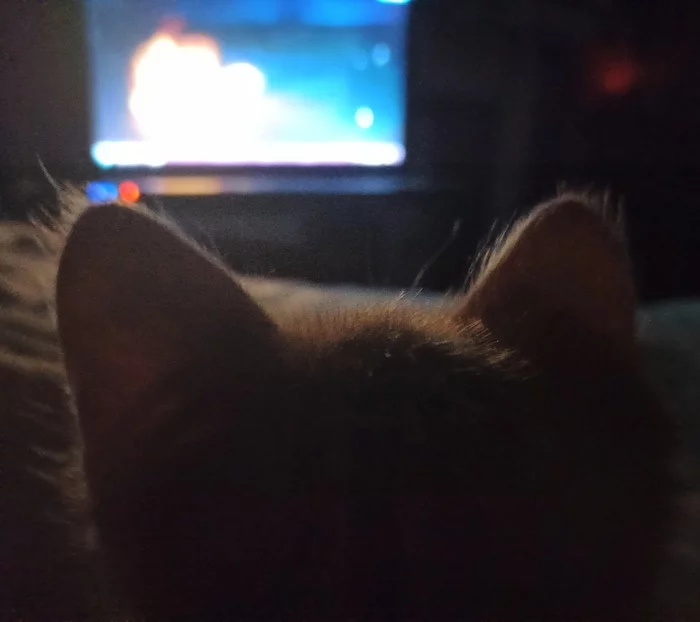 Cats and movies - My, cat, Movies, Kittens, Horror