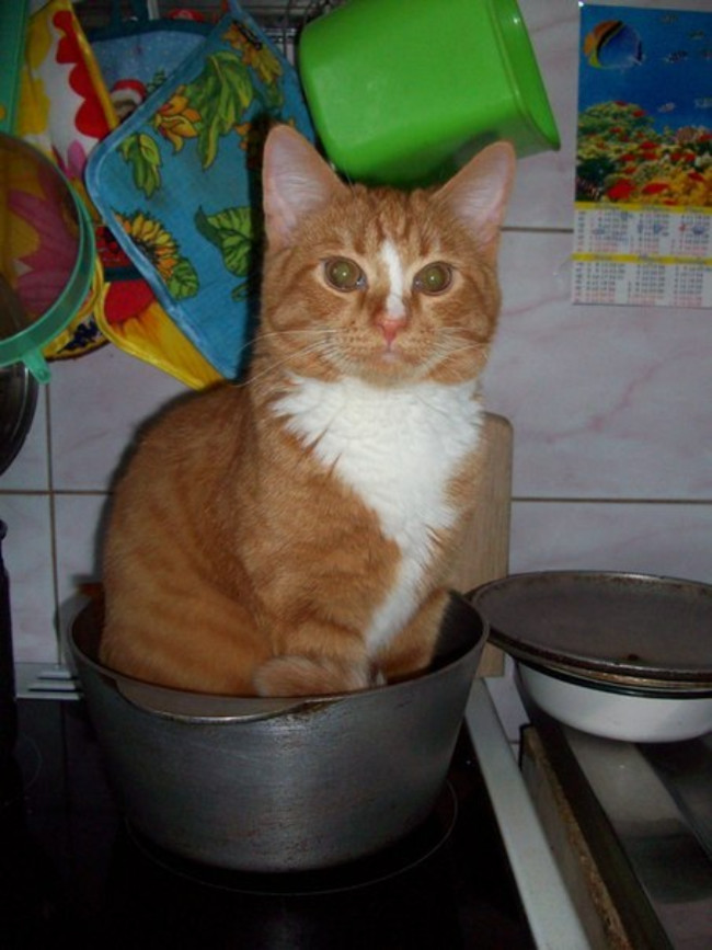 Cat in a pot - My, cat, Redheads, Pan