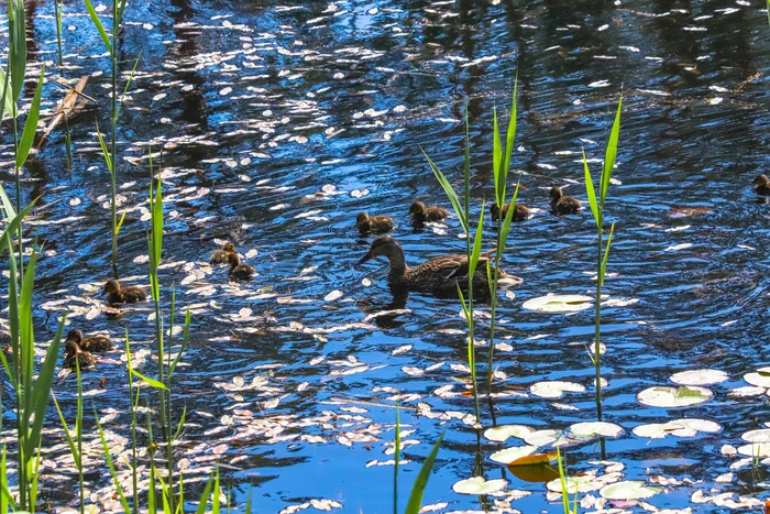 Park Duck Lake - My, Birds, Ornithology, Duck, The photo, The park, Dzerzhinsk, Nature, Video, Longpost