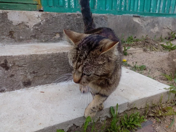 Country cat - My, cat, Dacha, Cosiness