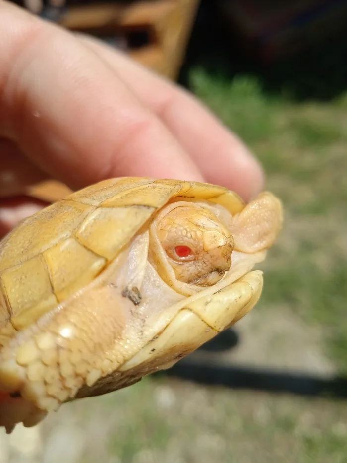 albino turtle - My, Turtle, Albino, Reptiles, Reptiles at home, Longpost