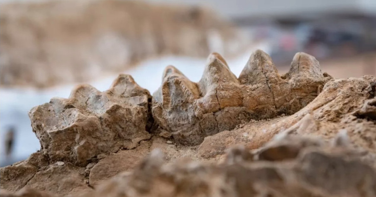 Нашли доисторическую девушку 40 миллионов лет. Окаменелые животные. Окаменевшие кости животных. Гигантский верблюд древности. Giant Camel Fossil found in Arctic.