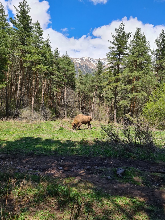 Встретили зубра в естественной среде обитания