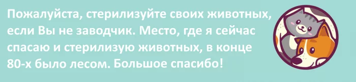 на каком сроке беременности можно стерилизовать кошку