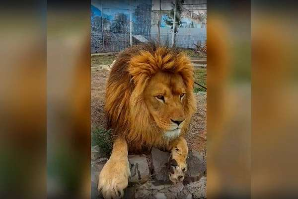 The Lost Lion Cub Settled Well in the Abakan Zoo - a lion, Big cats, Cat family, Predator, Animals, Zoo, Abakan, Got, , Wild animals, Khakassia, Vertical video, Video, Longpost