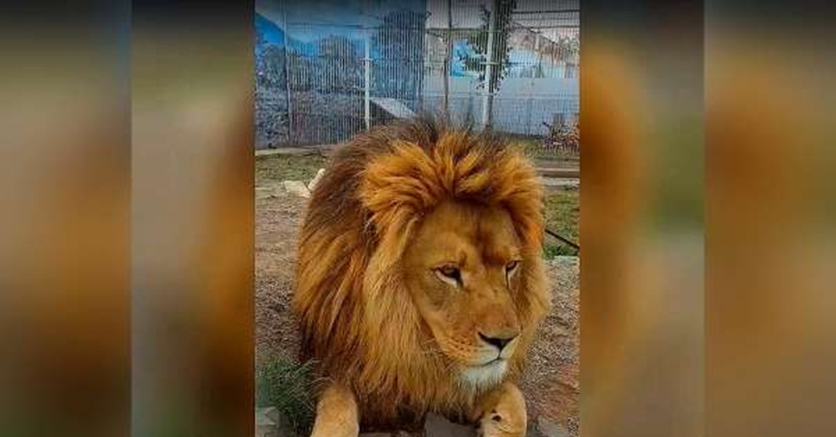 54 года лев москва свао. Лев в Московском зоопарке. Лев в китайском зоопарке. Лев с челкой в зоопарке. Львы в зоопарке Абакан.