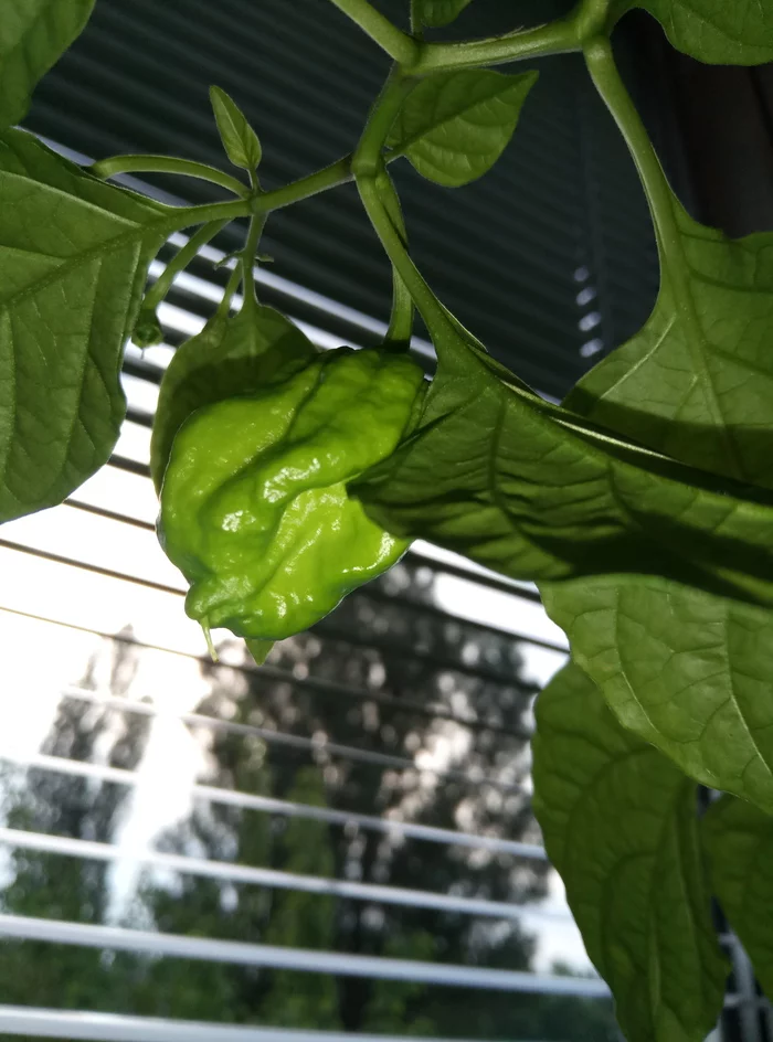 The spiciness is increasing 05/28/2021 - My, Hot peppers, Harvest, Longpost