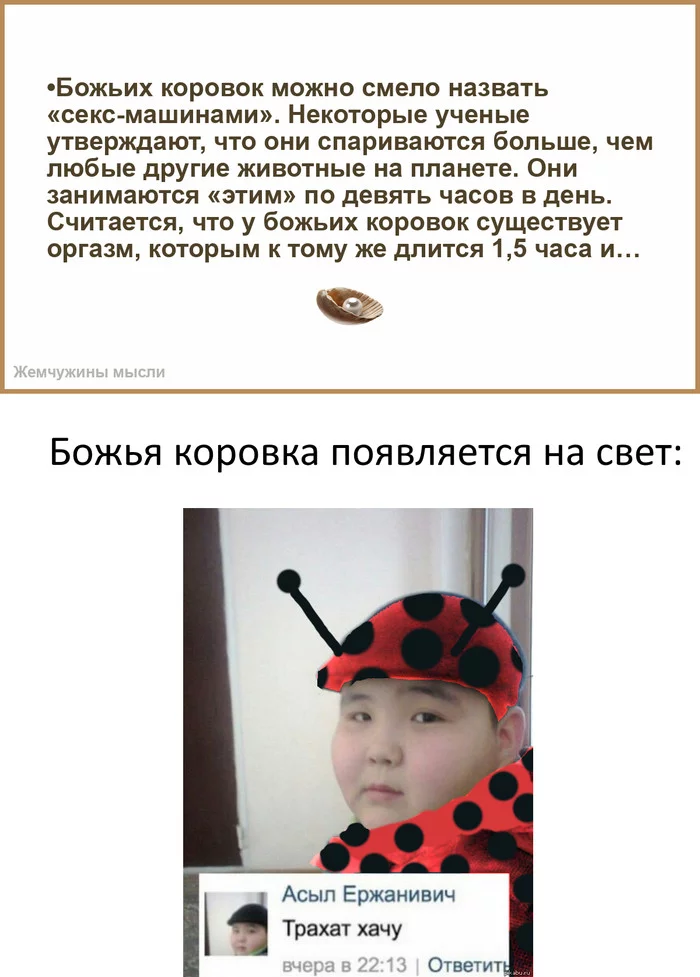 ladybugs - ladybug, Sex, Humor, In contact with, Memes, Insects, Pairing, Picture with text