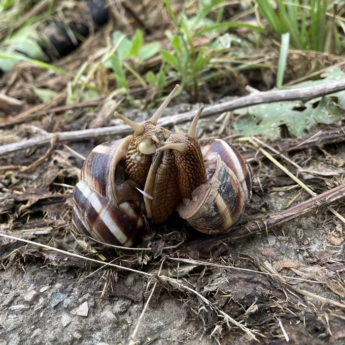 Love - My, Snail, Love, Pair