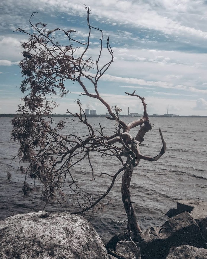 Сосновый Бор