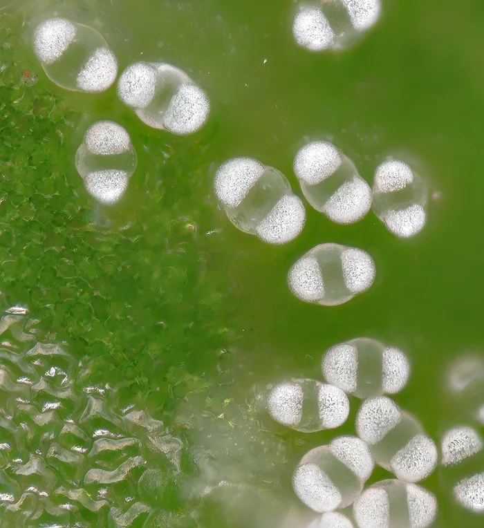 We examine pollen on a leaf of celandine - My, Microfilming, Microscope, Pollen, Plants, Flora