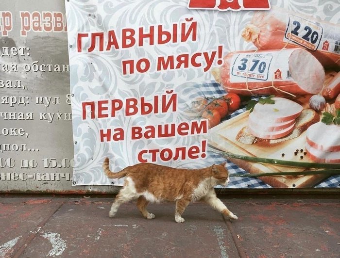 Meat Chief! - cat, Meat, Advertising