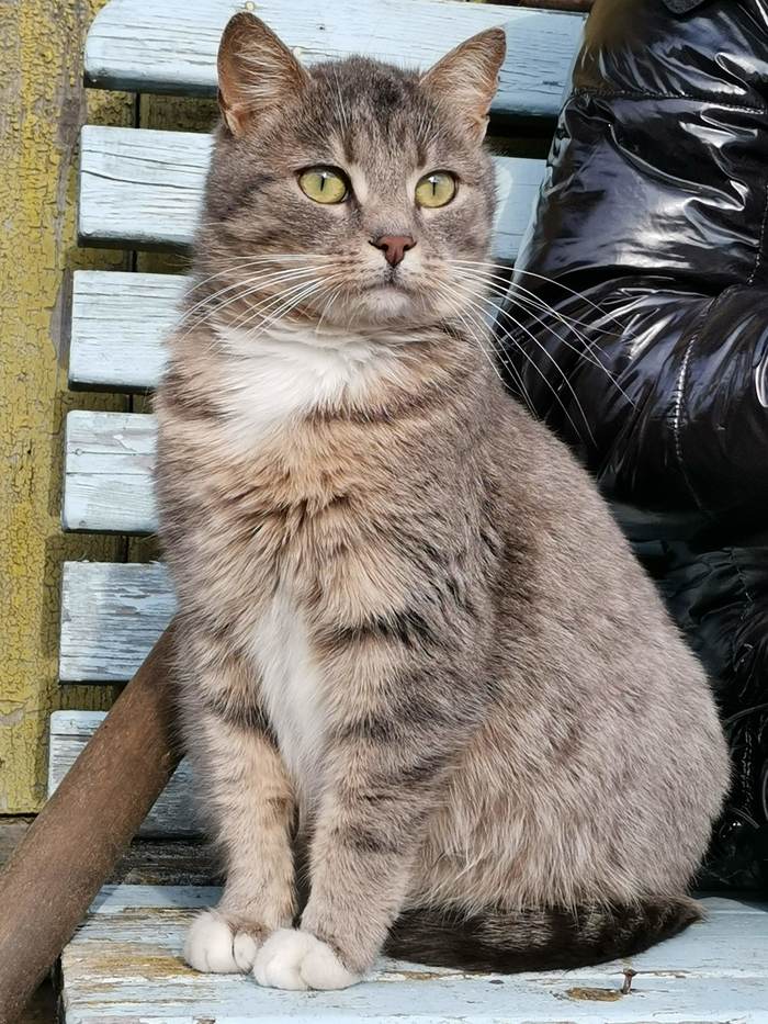 country cat - My, Mobile photography, cat, Become