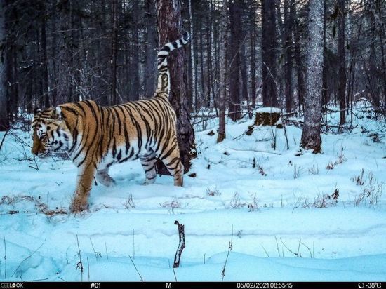 Tiger Thunder from the Jewish Autonomy held an educational program for people - Tiger, Amur tiger, Cat family, Big cats, Interesting, Jewish Autonomous Region, Дальний Восток