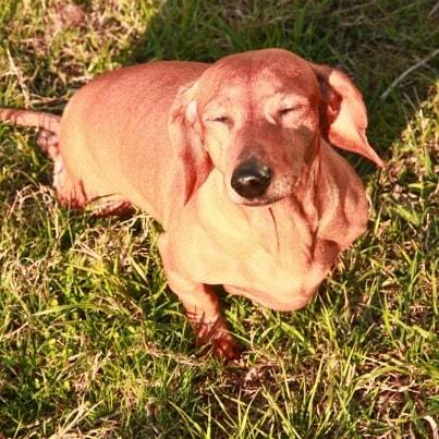 Такса Кукла инвалид-колясочник